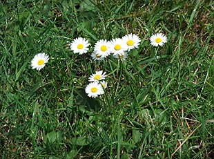 Gras - auch im Garten willkommen