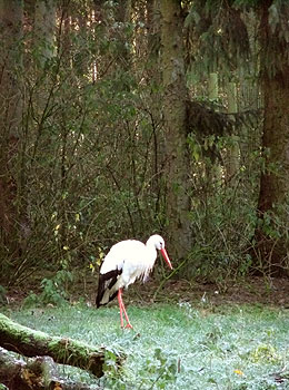 Storch im Wald