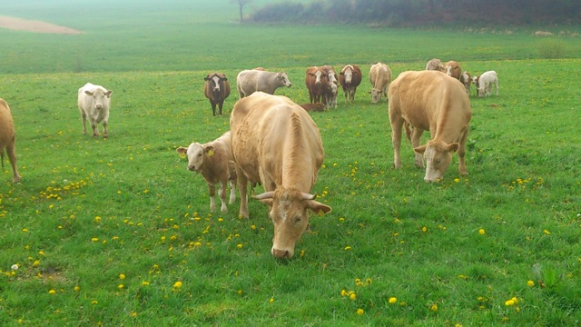 Kühe auf Weide